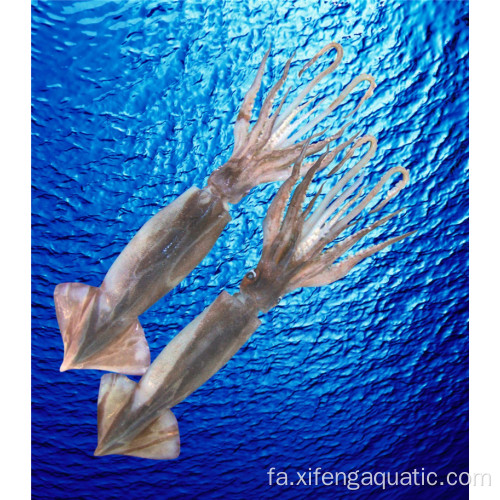 غذاهای دریایی ماهی مرکب Ilex کامل منجمد با کیفیت بالا